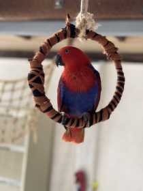 Lost Eclectus