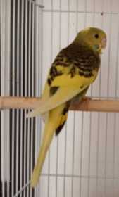 Lost Budgerigar