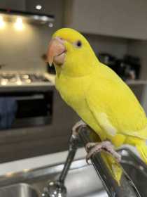 Lost Indian Ringneck Parakeet