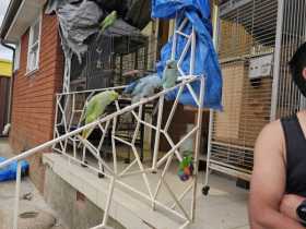 Lost Indian Ringneck Parakeet