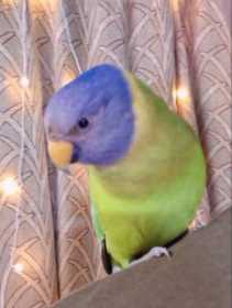Lost Plum-Headed Parakeet