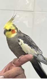 Lost Cockatiel