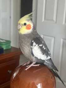 Lost Cockatiel