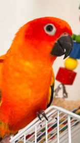 Lost Conure