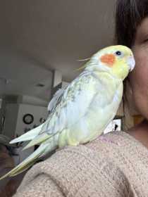 Lost Cockatiel