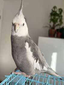 Lost Cockatiel