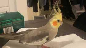 Lost Cockatiel