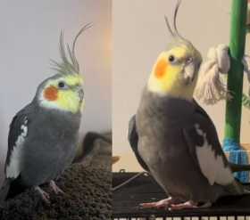 Lost Cockatiel