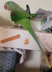 Lost Alexandrine