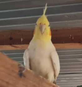 Lost Cockatiel