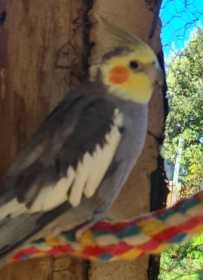 Lost Cockatiel