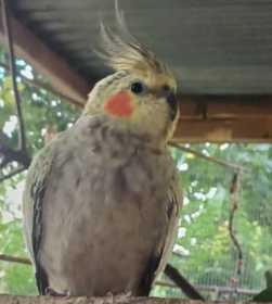 Lost Cockatiel