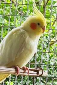 Lost Cockatiel