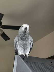 Lost African Grey