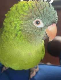 Lost Conure