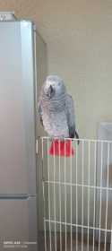Lost African Grey