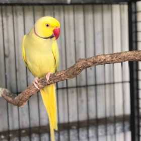 Lost Indian Ringneck Parakeet
