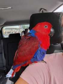 Lost Eclectus