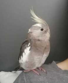 Lost Cockatiel