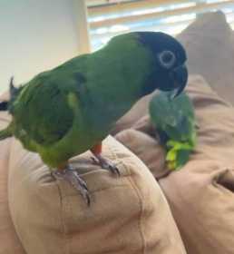 Lost Nanday / Black-Hooded Parakeet