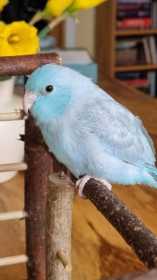 Lost Parrotlet