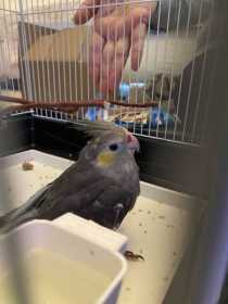 Lost Cockatiel