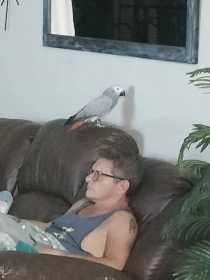 Lost African Grey
