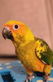 Lost Conure