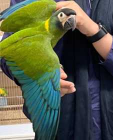 Lost Macaw
