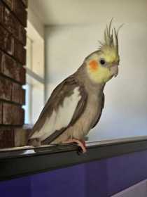 Lost Cockatiel