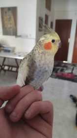 Lost Cockatiel