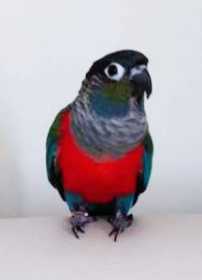 Lost Conure