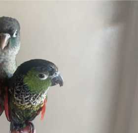 Lost Conure