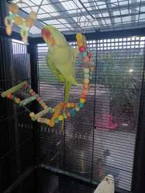 Lost Alexandrine