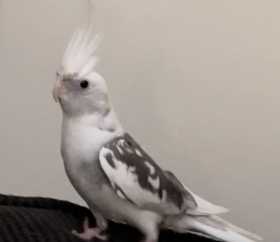Lost Cockatiel