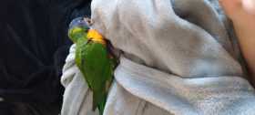 Lost Lory / Lorikeet