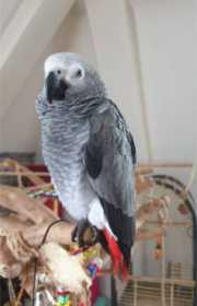 Lost African Grey