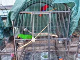 Lost Eclectus