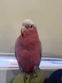 Lost Galah Cockatoo