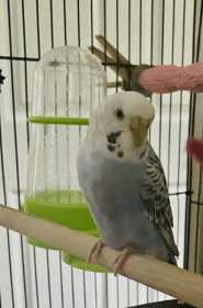 Lost Budgerigar