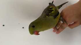 Lost Regent / Rock Pebbler