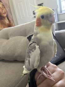 Lost Cockatiel