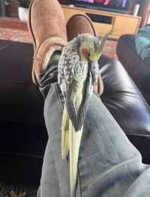Lost Cockatiel