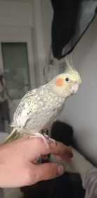 Lost Cockatiel