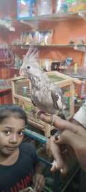 Lost Cockatiel