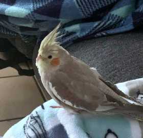 Lost Cockatiel