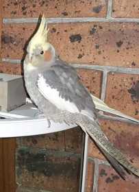 Lost Cockatiel