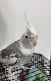 Lost Cockatiel