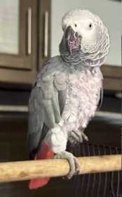 Lost African Grey