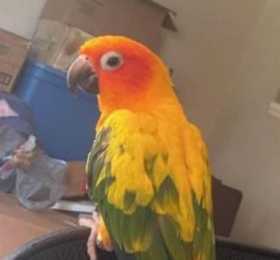 Lost Conure